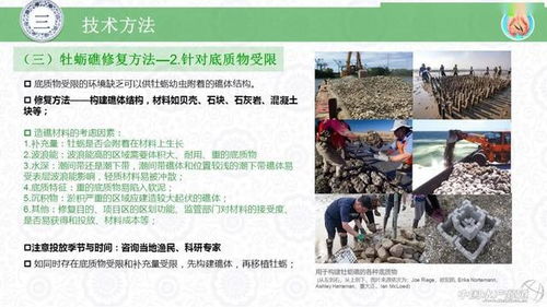 水生生物資源養(yǎng)護(hù)的創(chuàng)新實(shí)踐 牡蠣礁生態(tài)修復(fù)技術(shù)與生物技術(shù)推廣服務(wù)